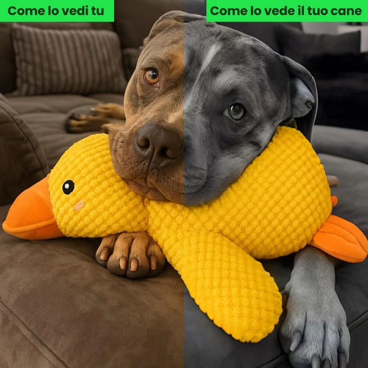 Puppy Quack