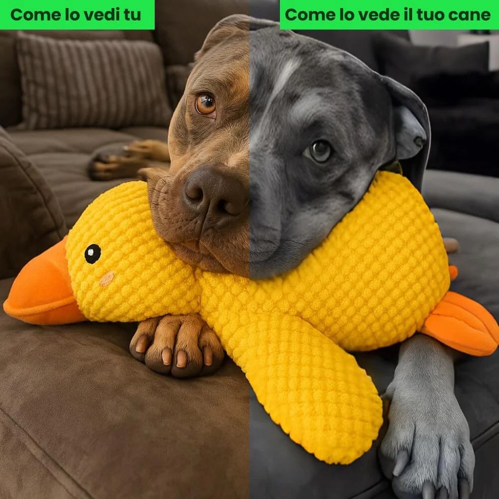 Puppy Quack
