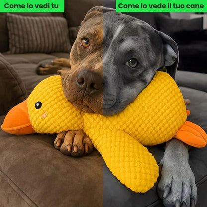 Puppy Quack