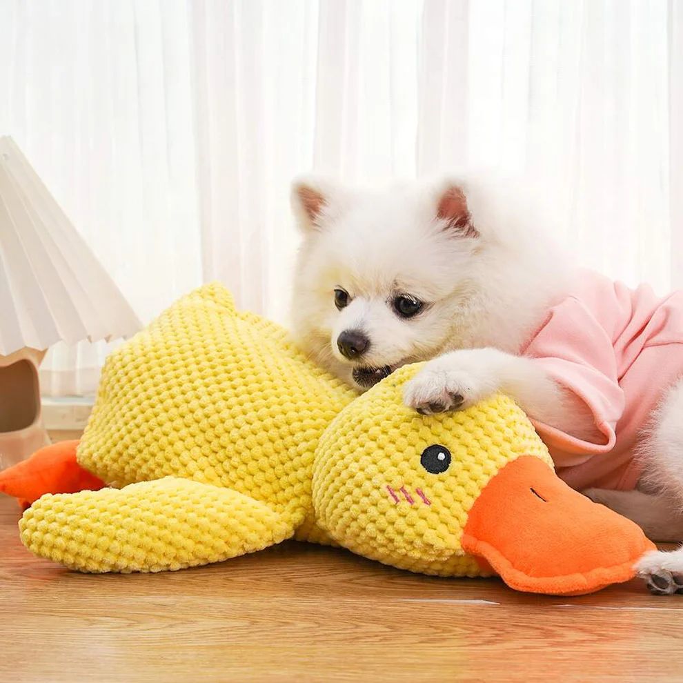 Puppy Quack